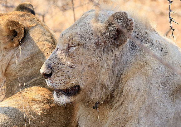 At Kruger NP