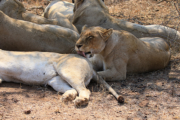 At Kruger NP