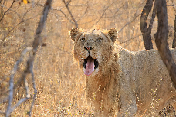 At Kruger NP