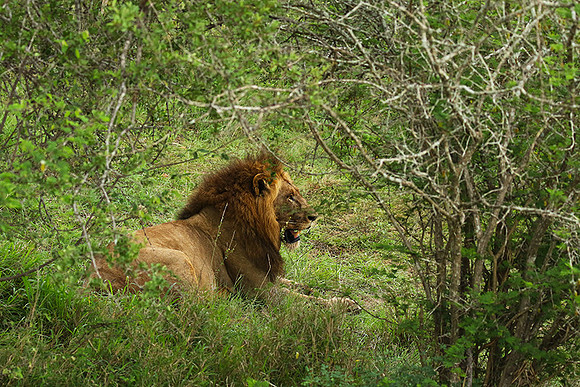 Lion Sands