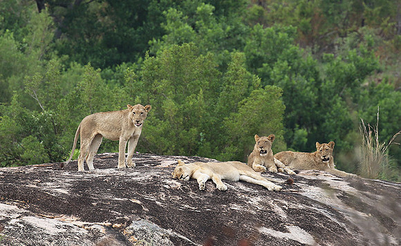 River pride at Mala Mala