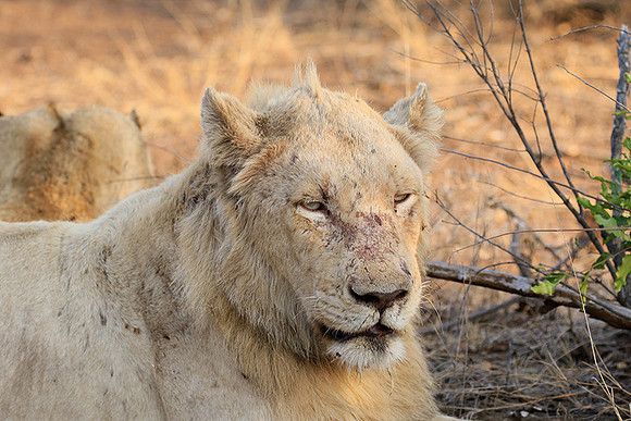 At Kruger NP