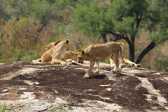 River pride at Mala Mala