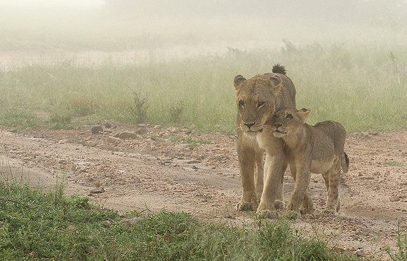 In the mist - At Londolozi