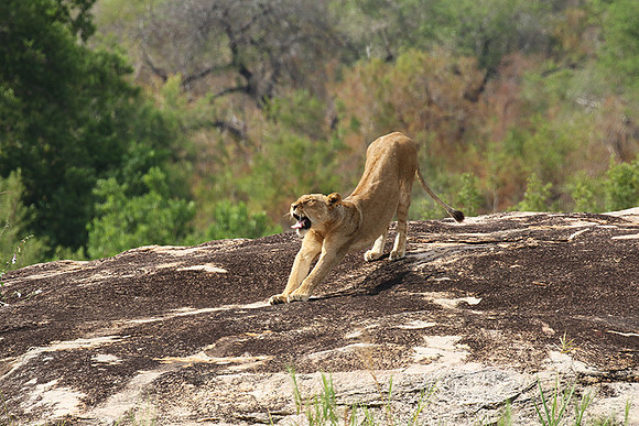 River pride at Mala Mala