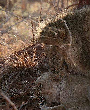 At Madikwe