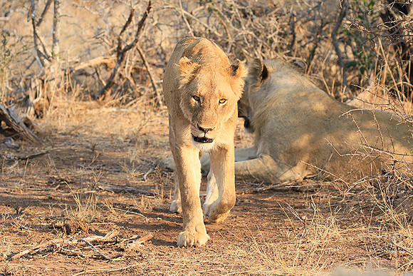 At Kruger NP