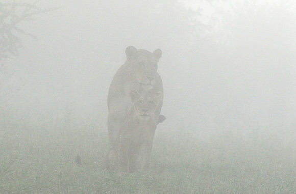 In the mist - At Londolozi