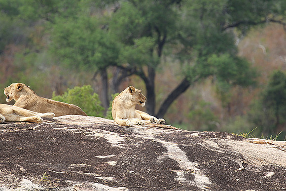 River pride at Mala Mala