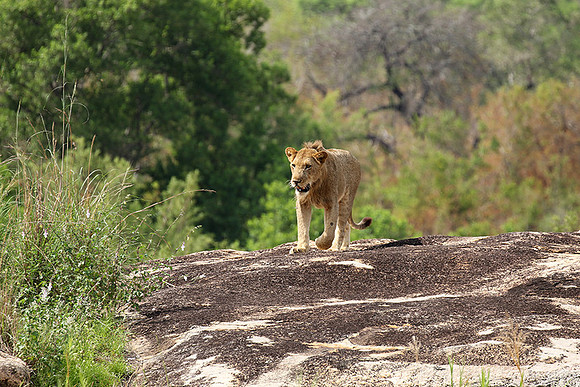 River pride at Mala Mala