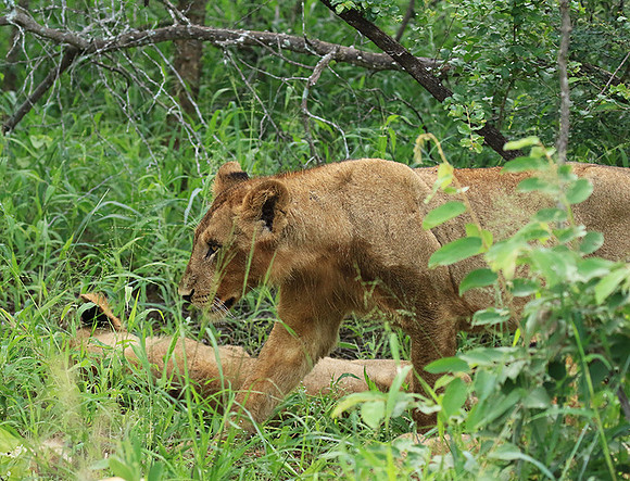 At Mala Mala
