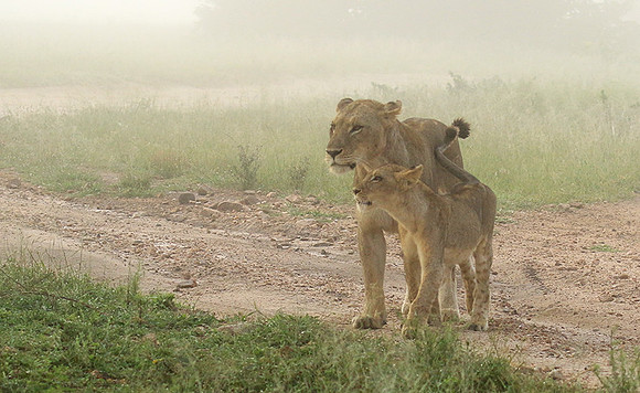 In the mist - At Londolozi