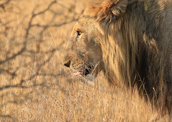 At Kruger NP