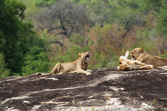 River pride at Mala Mala