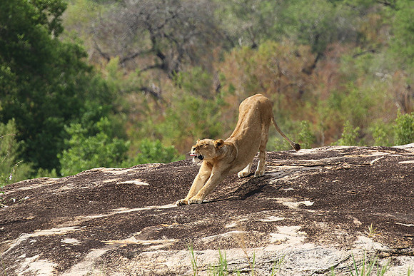 River pride at Mala Mala