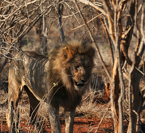 At Madikwe