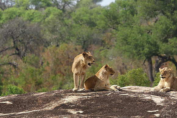 River pride at Mala Mala