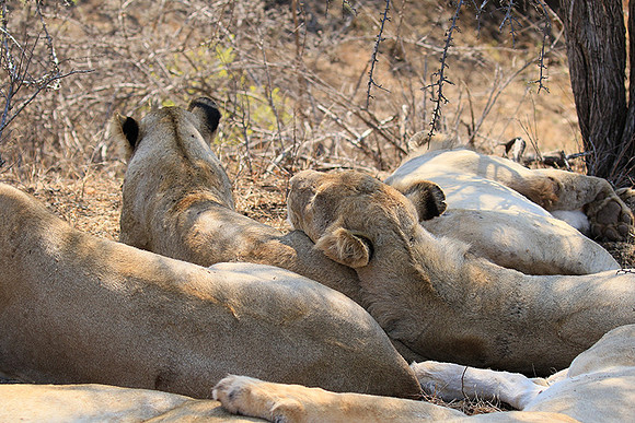 At Kruger NP