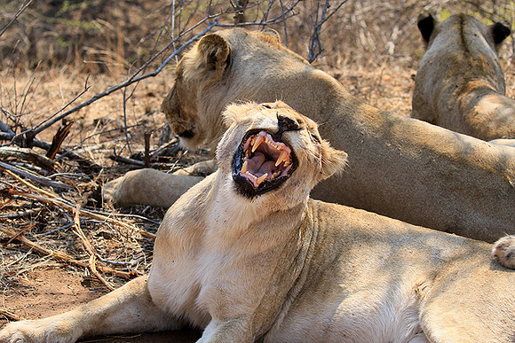 At Kruger NP