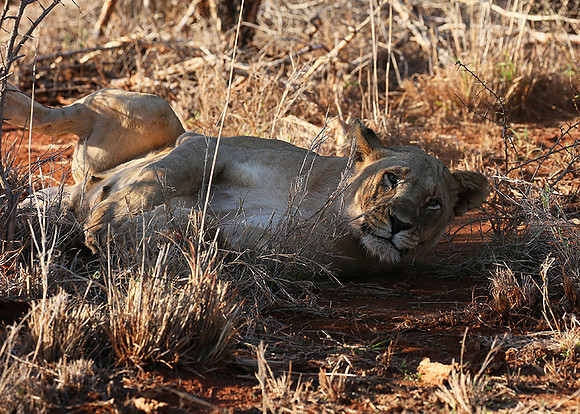 At Madikwe