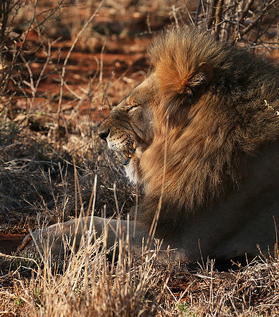 At Madikwe
