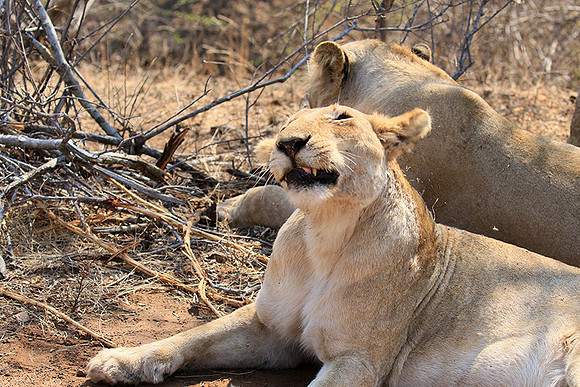 At Kruger NP