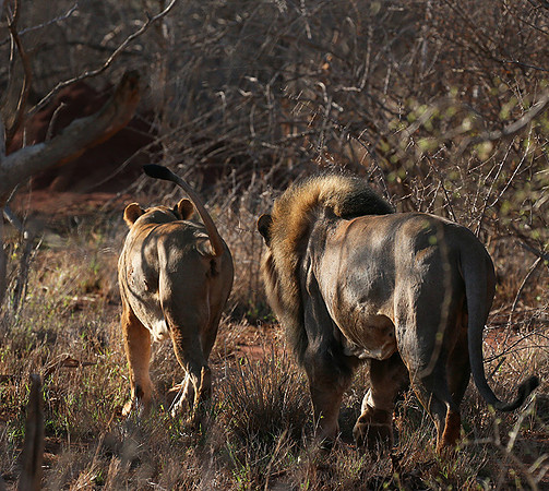 At Madikwe