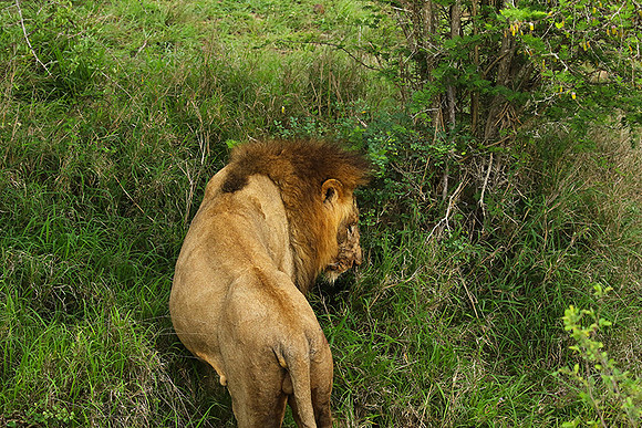 Lion Sands