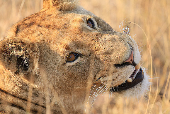 At Kruger NP