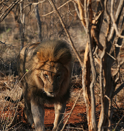 At Madikwe