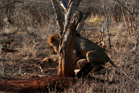 Lions