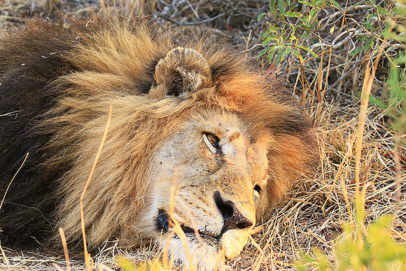 At Kruger NP
