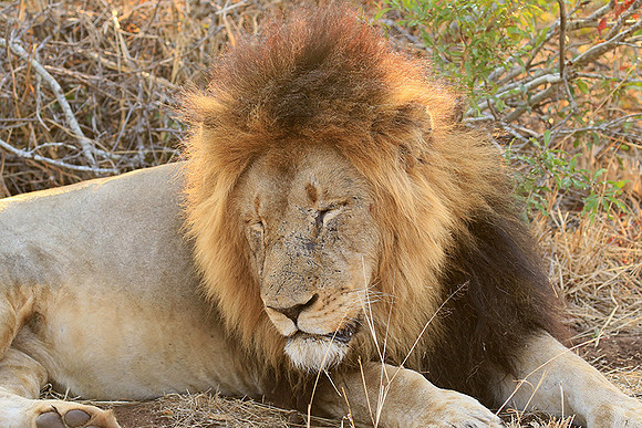 At Kruger NP