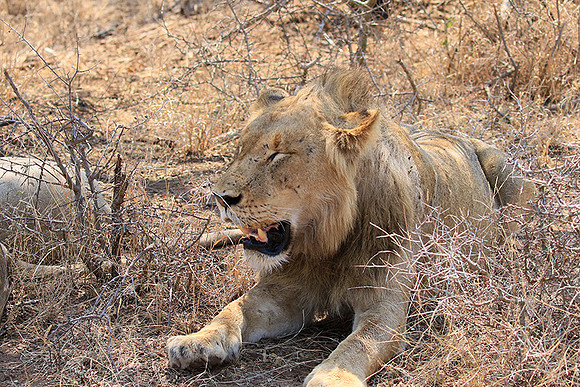 At Kruger NP