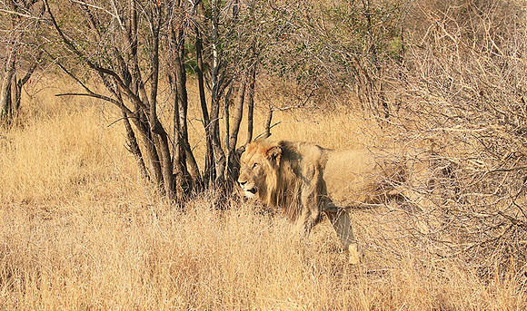 At Kruger NP