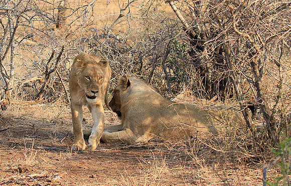 At Kruger NP