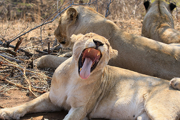 At Kruger NP
