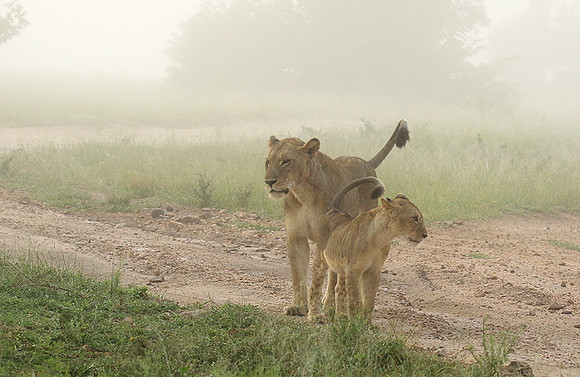 In the mist - At Londolozi