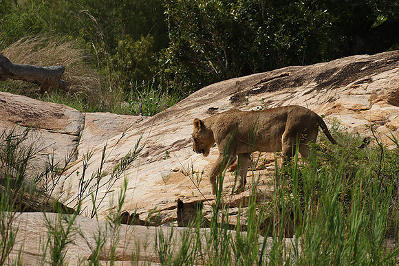 River pride at Mala Mala