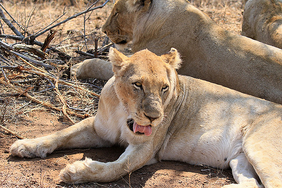 At Kruger NP