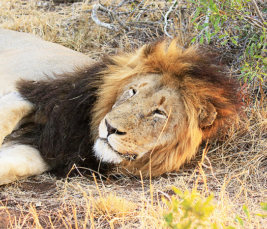 At Kruger NP