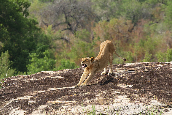 River pride at Mala Mala