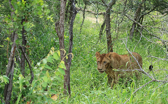 At Mala Mala