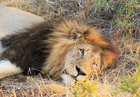 At Kruger NP