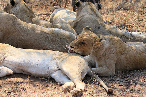 At Kruger NP