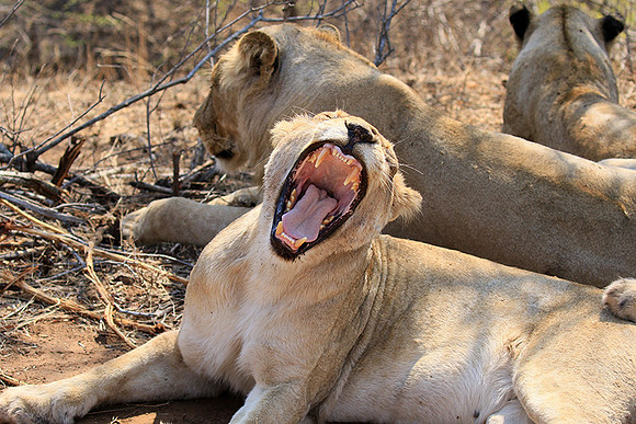 At Kruger NP