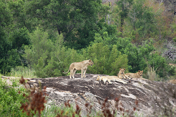 River pride at Mala Mala