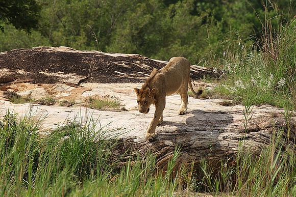River pride at Mala Mala