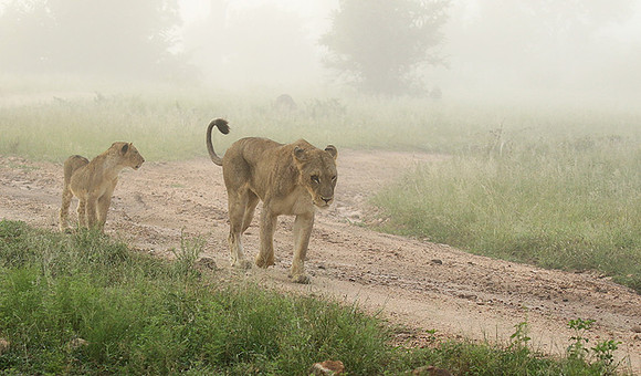 In the mist - At Londolozi