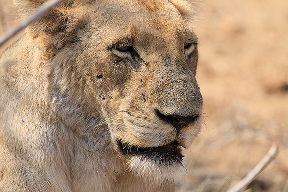 At Kruger NP